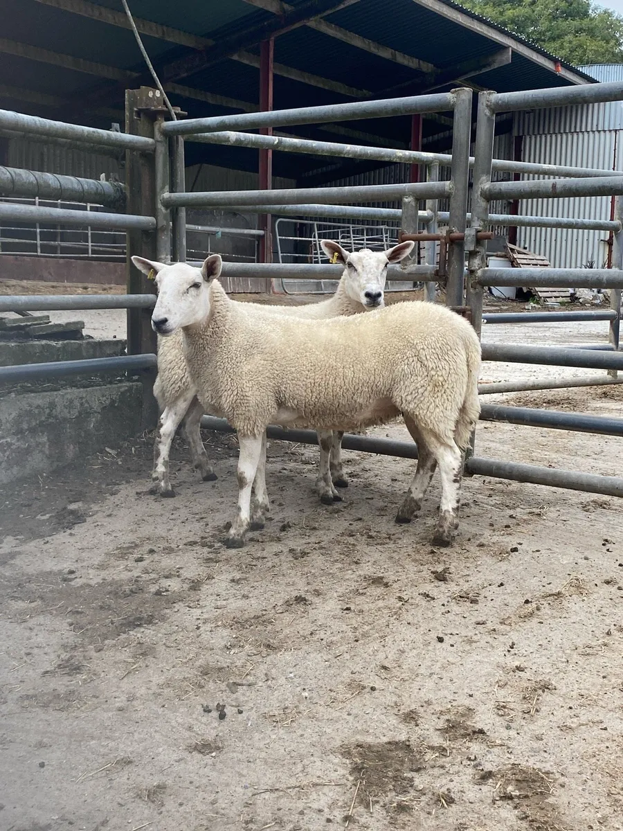 Aberfield hoggets - Image 2