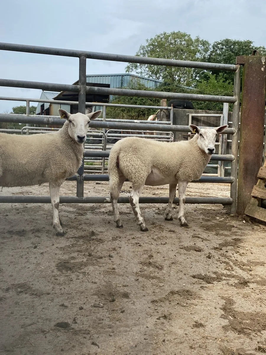 Aberfield hoggets - Image 3