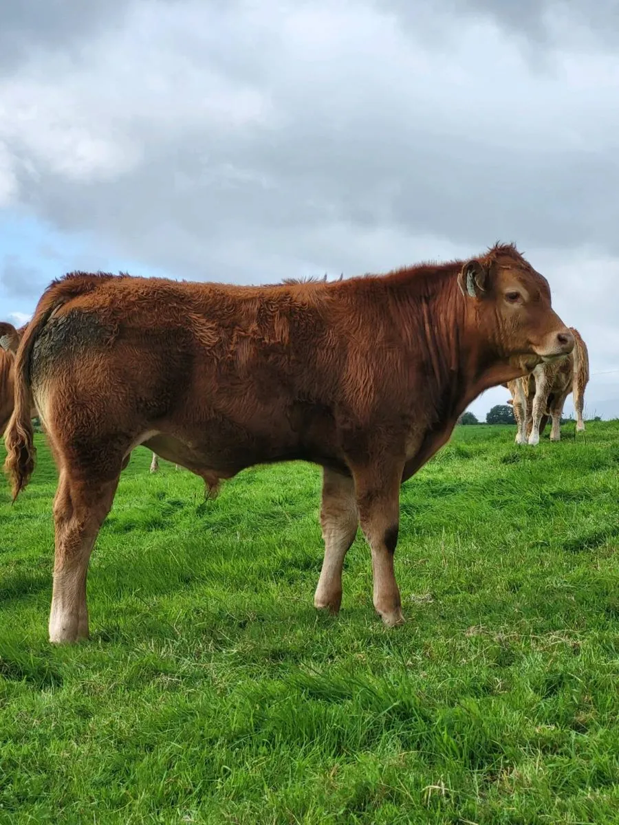 5 star Limousin Bulls - Image 1