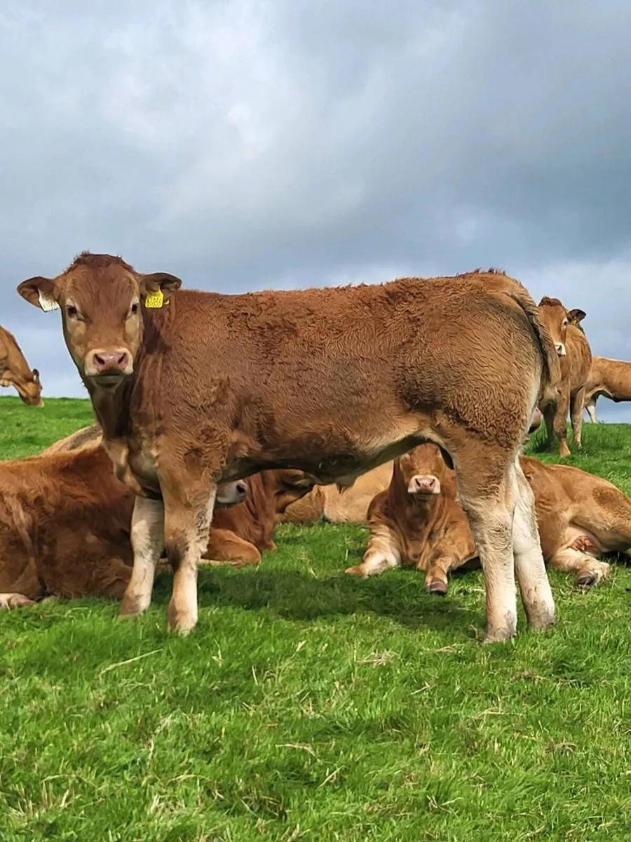 5 star Limousin Bulls - Image 3