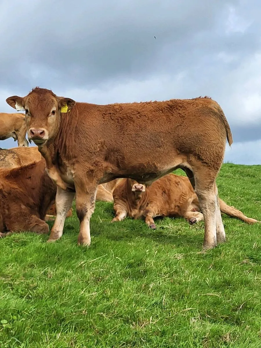 5 star Limousin Bulls - Image 4