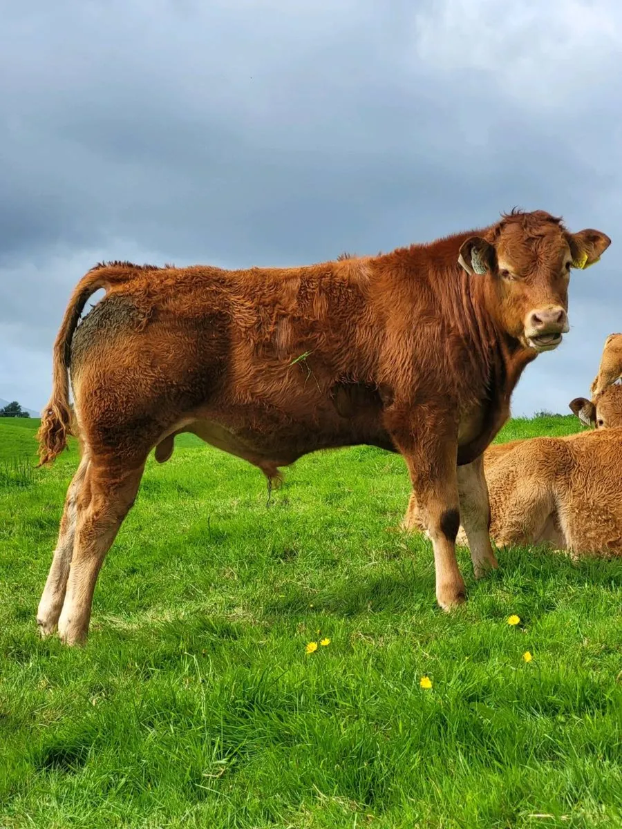 5 star Limousin Bulls - Image 2