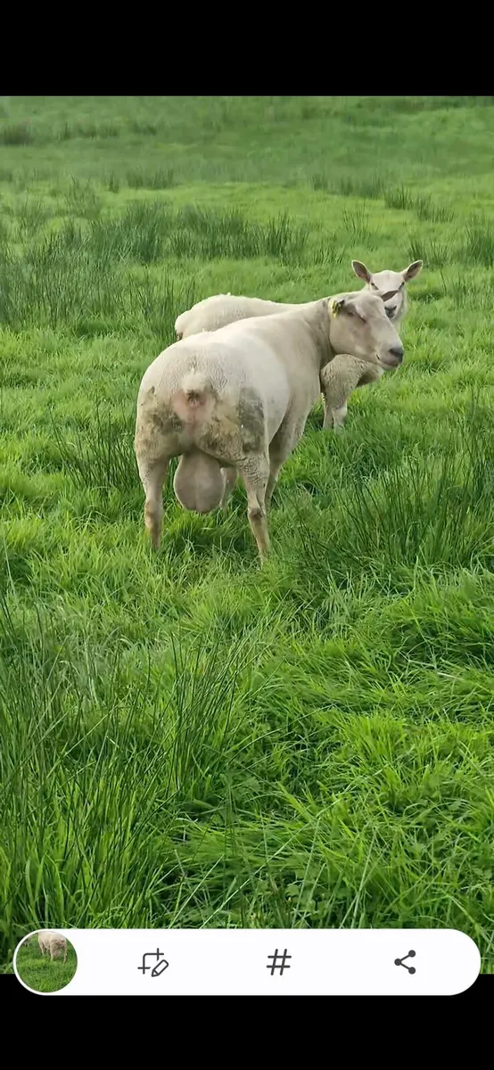 Charolais ram - Image 2