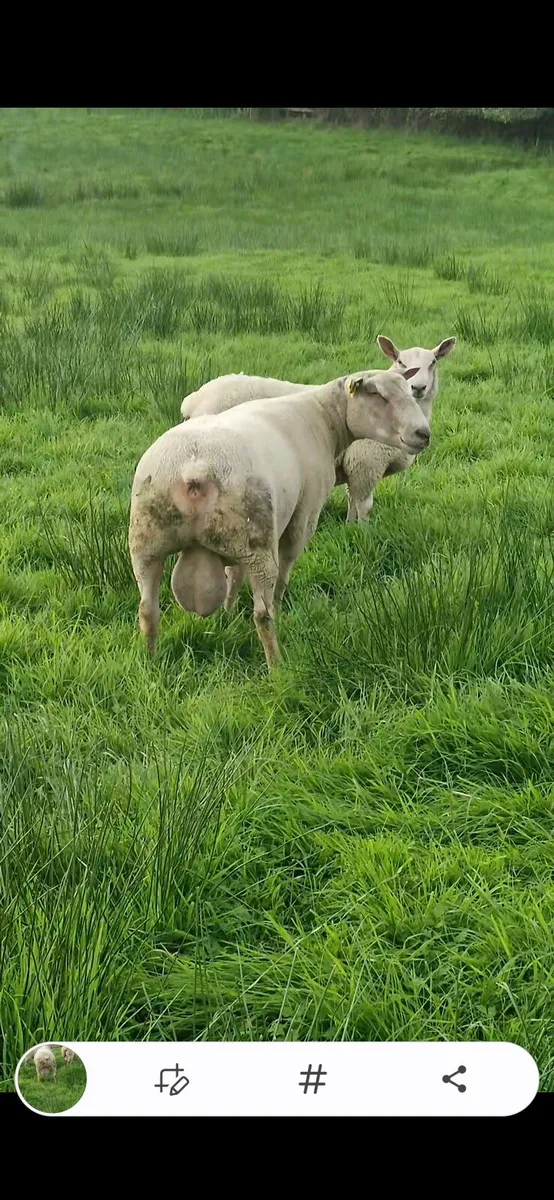 Charolais ram - Image 3
