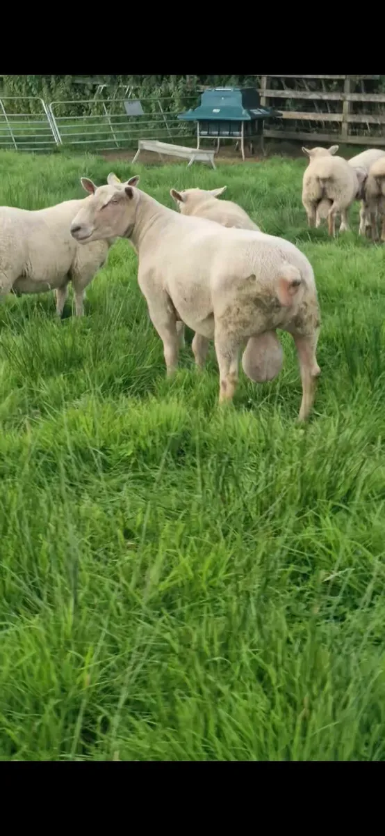 Charolais ram - Image 4