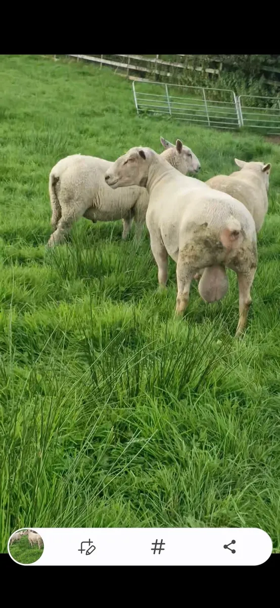 Charolais ram - Image 1