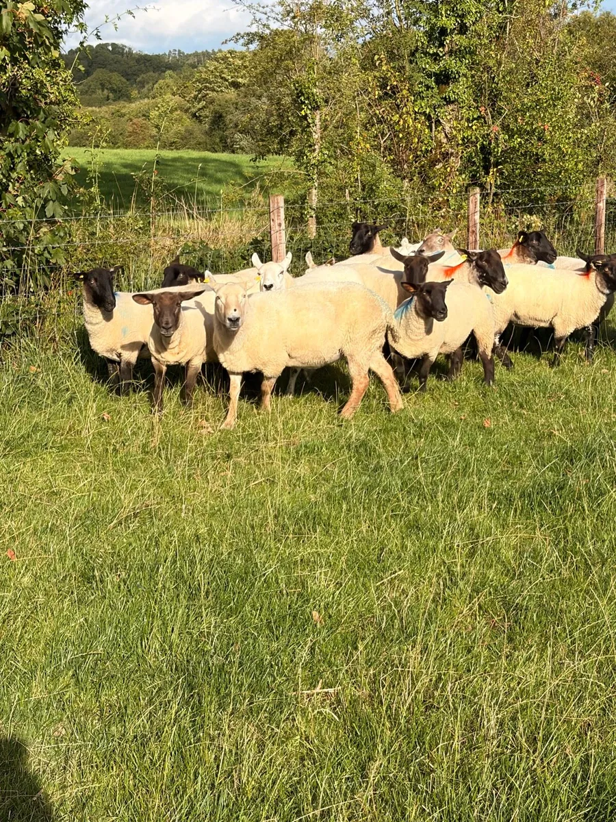 Breeding Ewes & Hoggets - Image 2