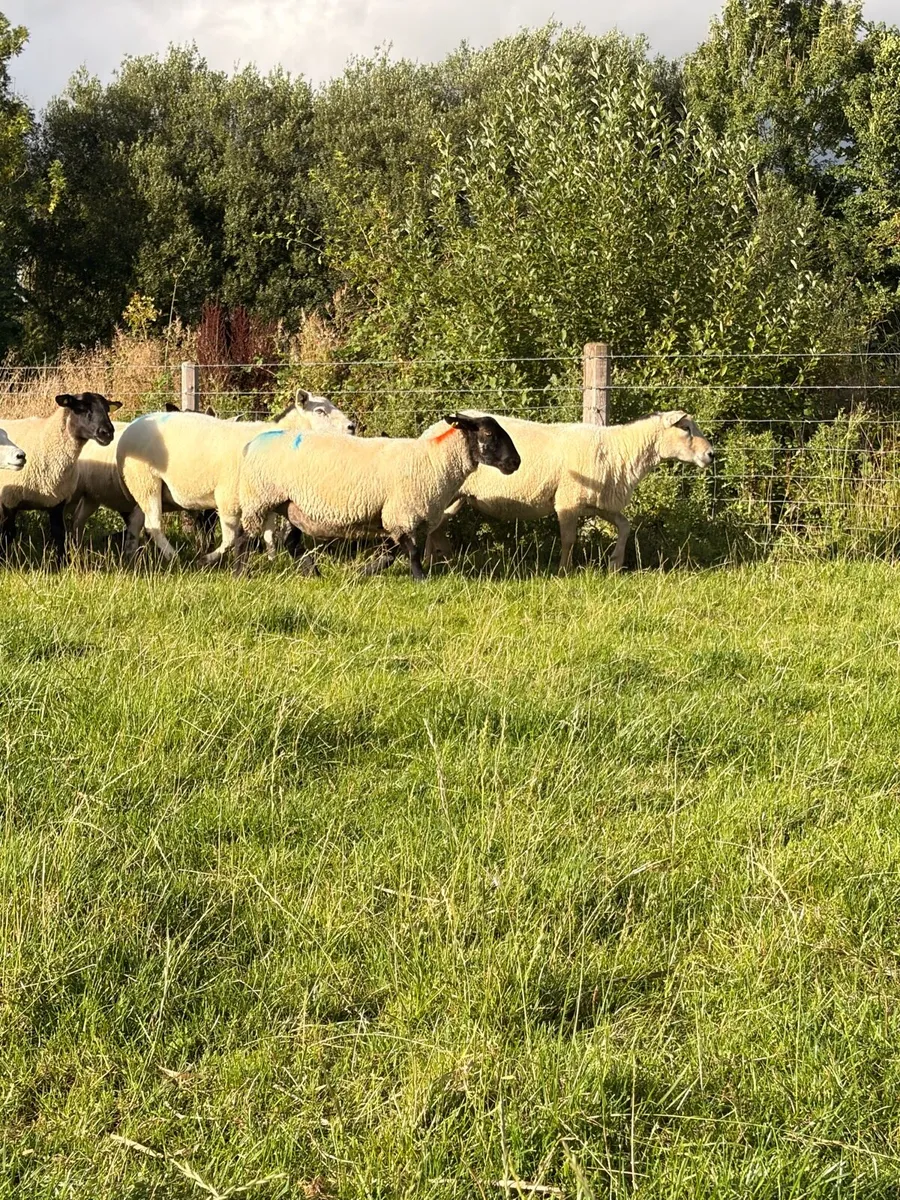 Breeding Ewes & Hoggets - Image 3