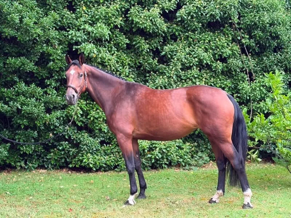 5yr old mare - Image 1