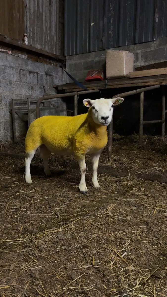 Pedigree Texel Hogget Ram - Image 1