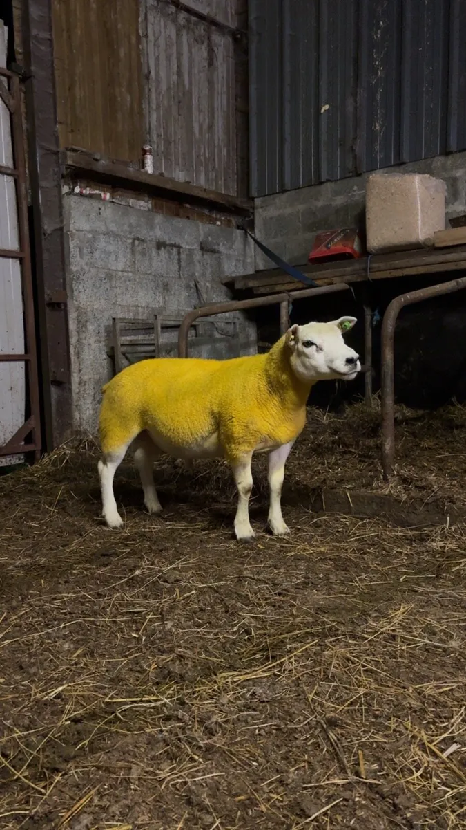 Pedigree Texel Hogget Ram - Image 2