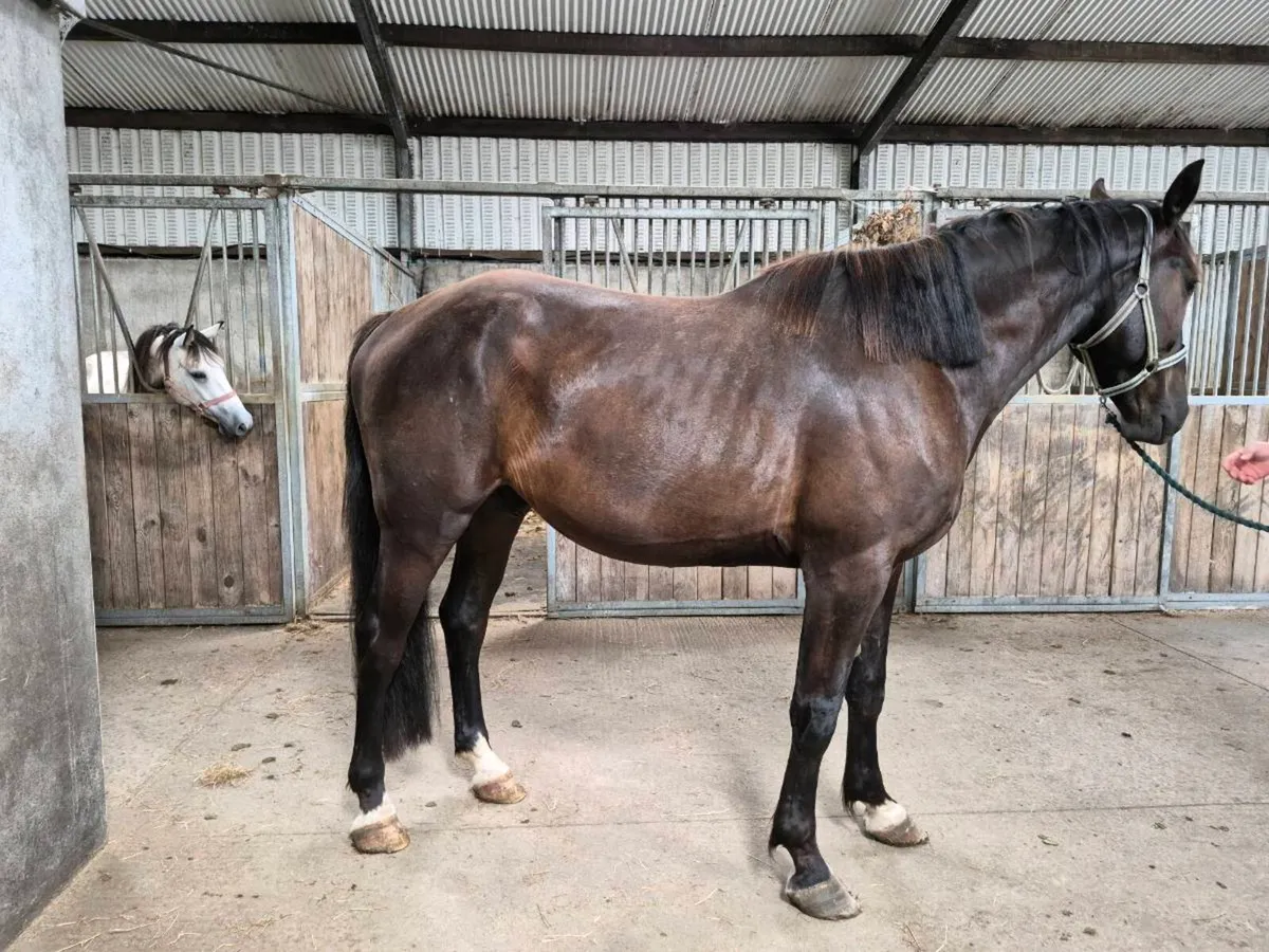 Horse - Image 3