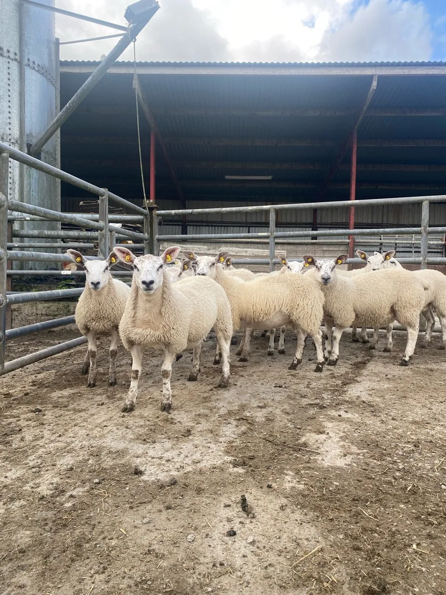 Ewe lambs - Image 2