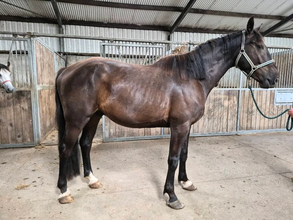 Horse - Image 4