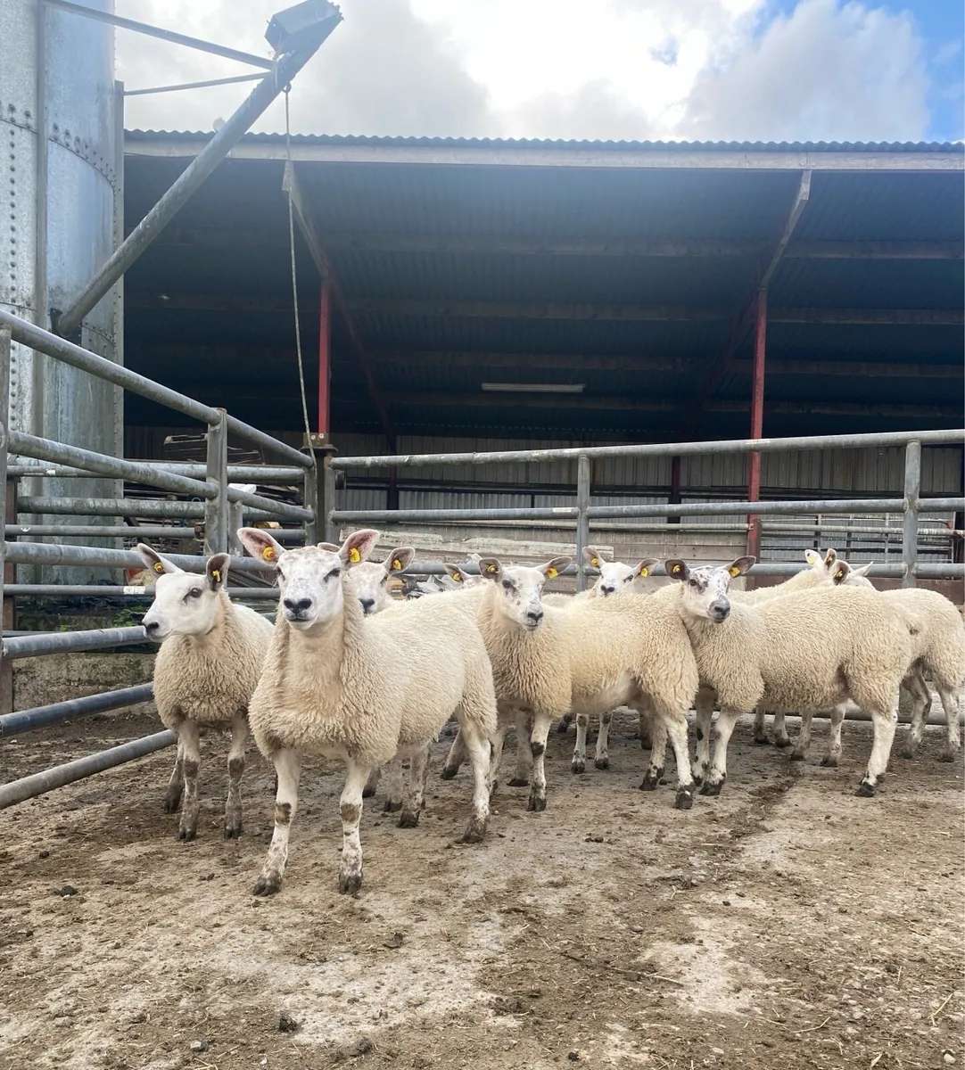 Ewe lambs - Image 1