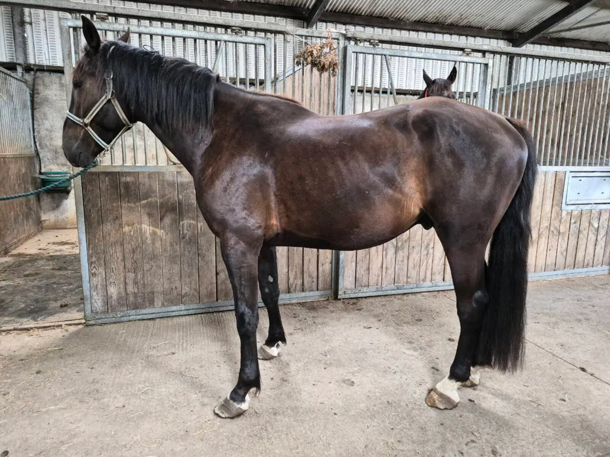 Horse - Image 2