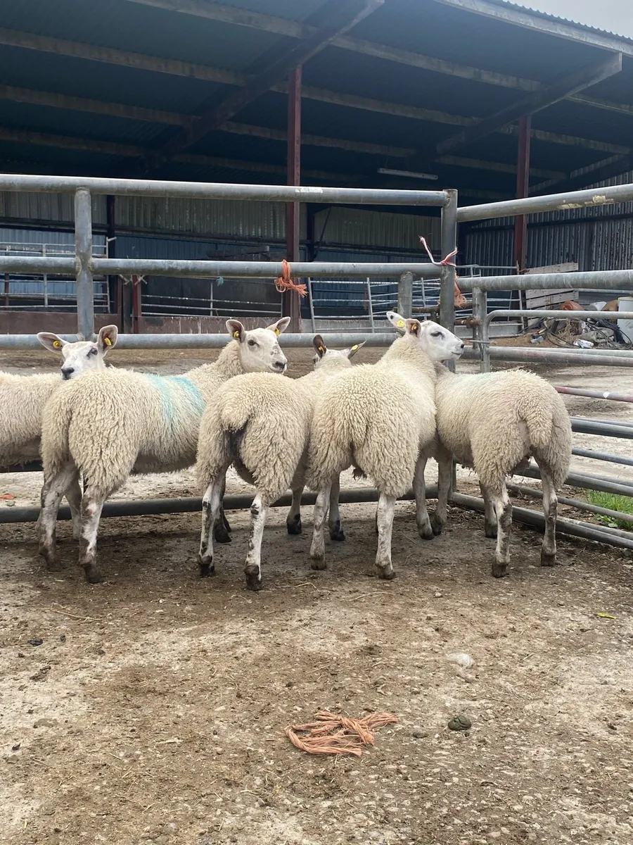 Ewe lambs - Image 4