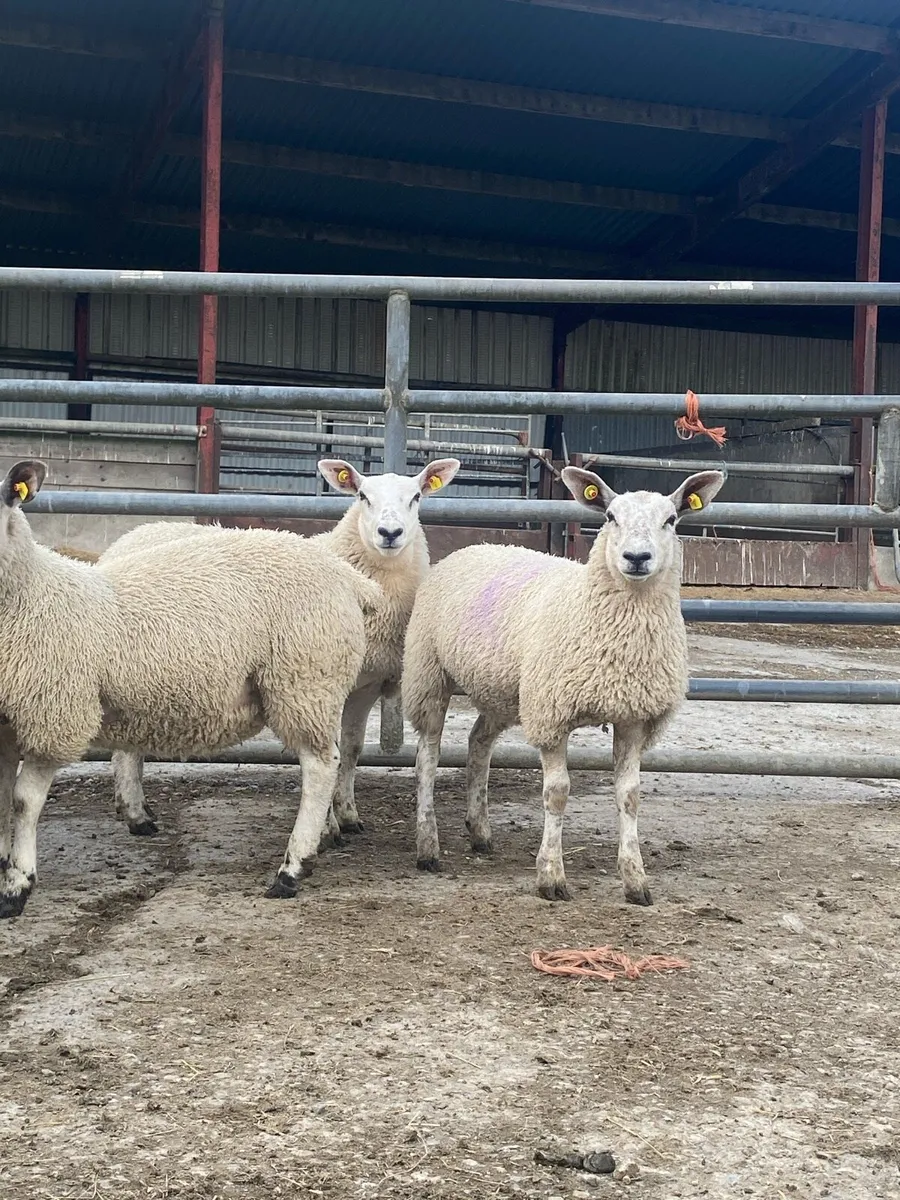 Ewe lambs - Image 3