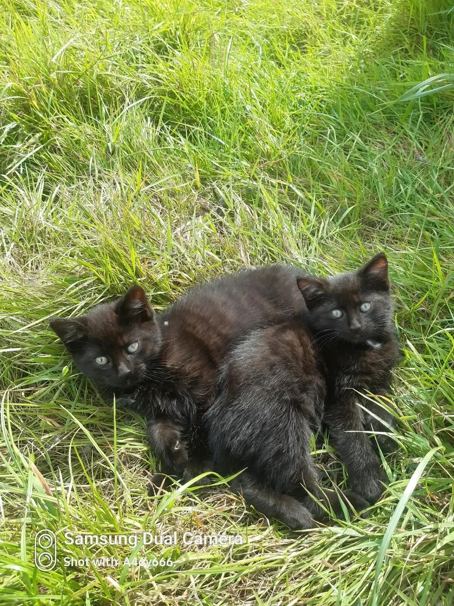 Male kittens - Image 1