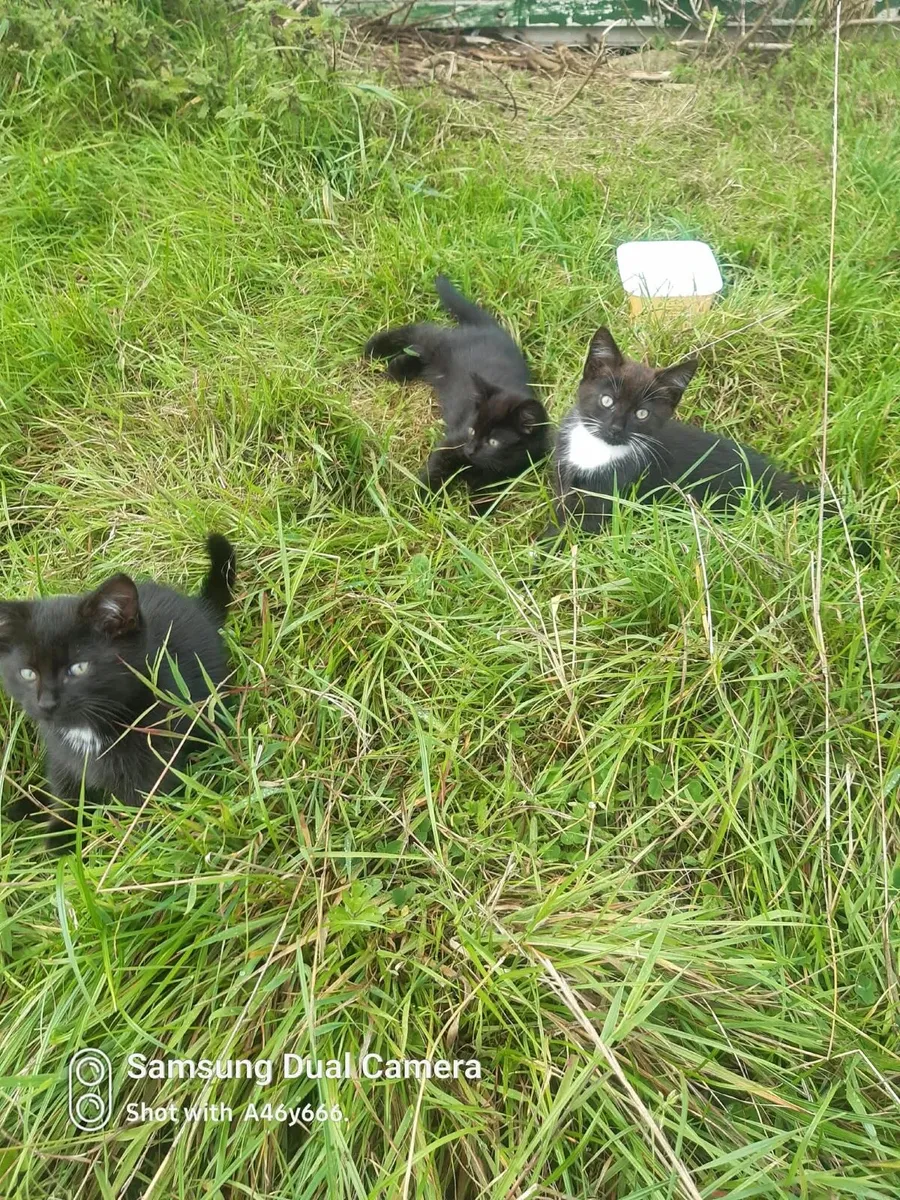 Male kittens - Image 2
