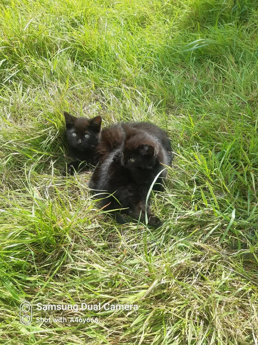 Male kittens - Image 3