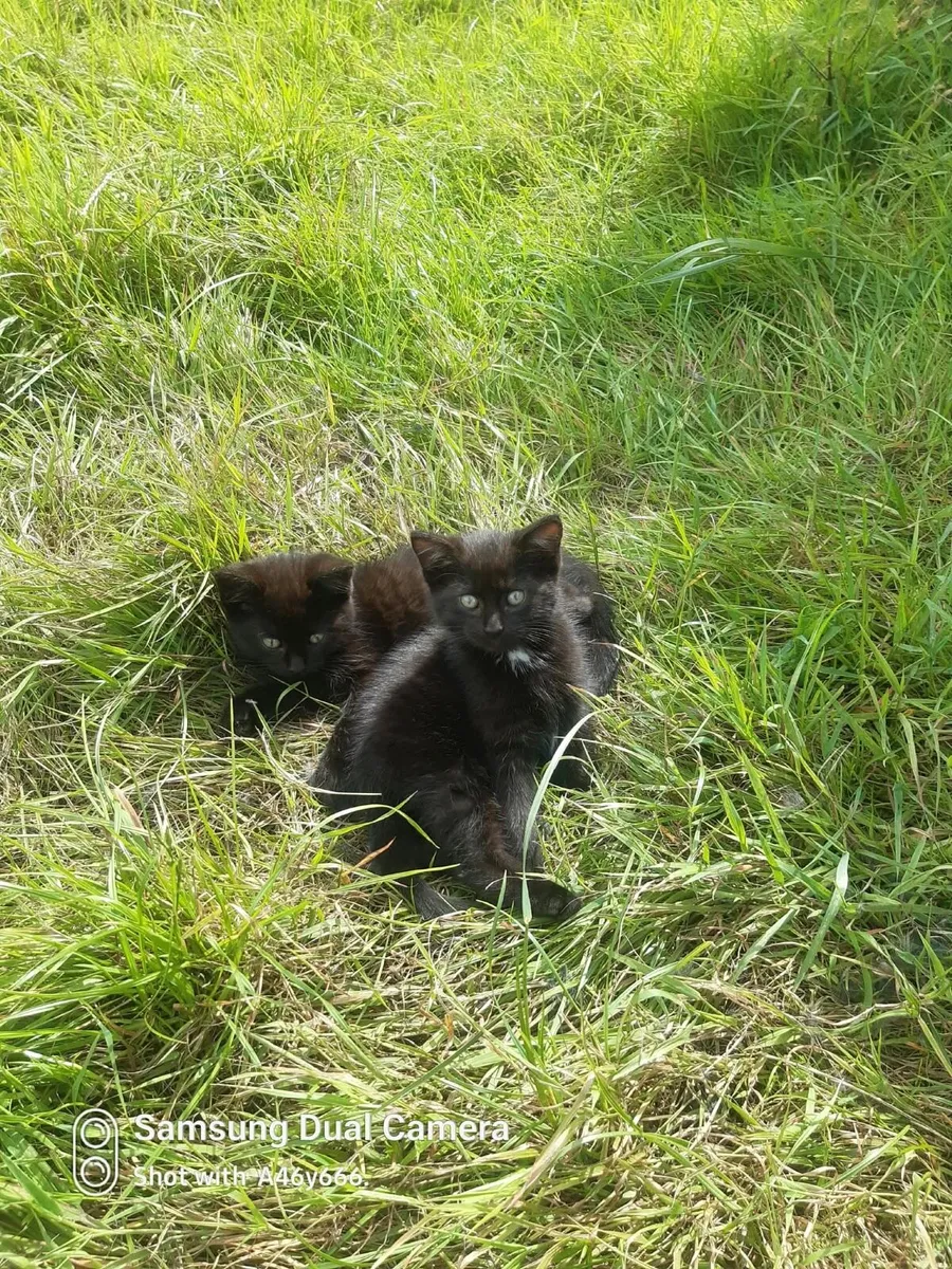 Male kittens - Image 4