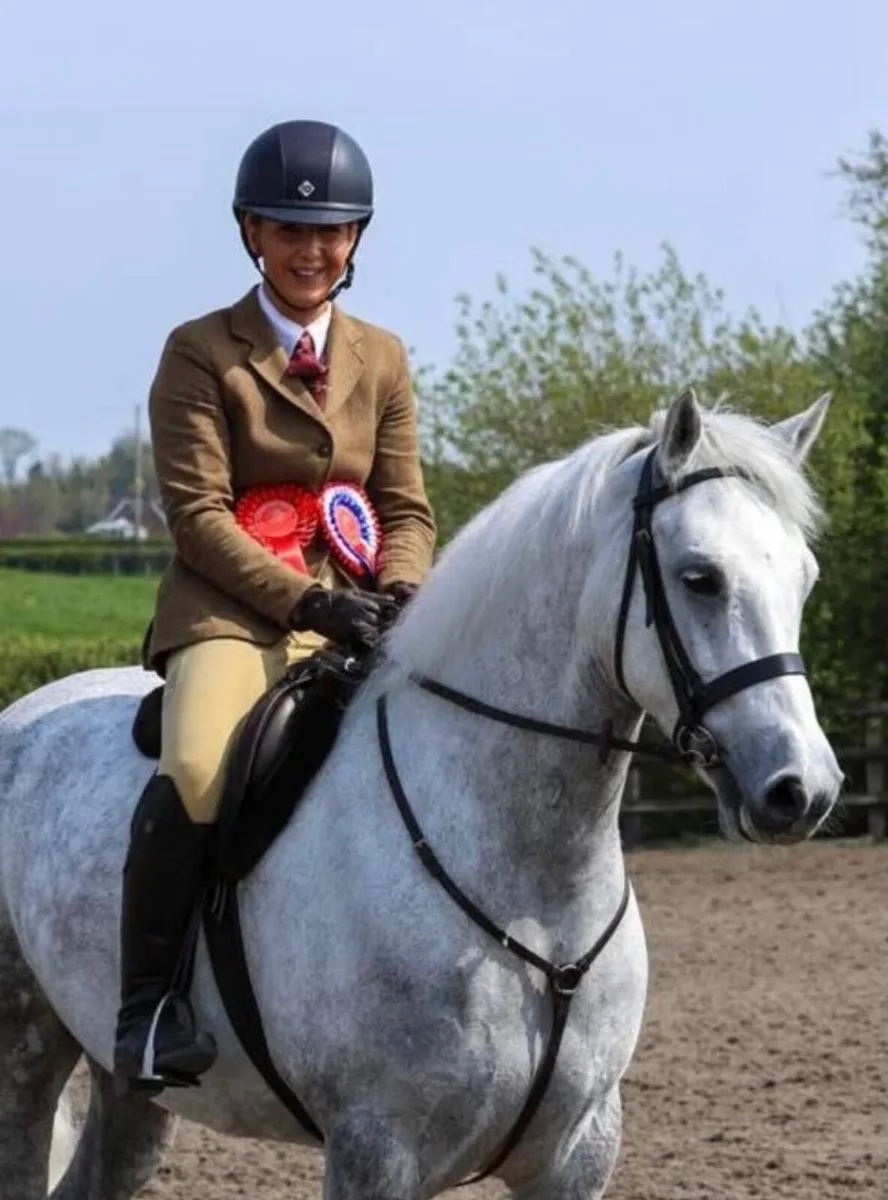 Top Class Connemara Gelding - Image 1