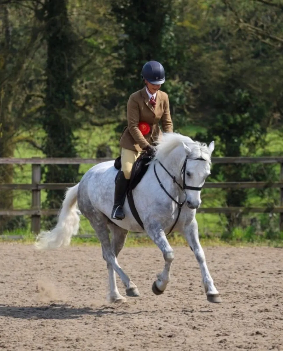 Top Class Connemara Gelding - Image 2
