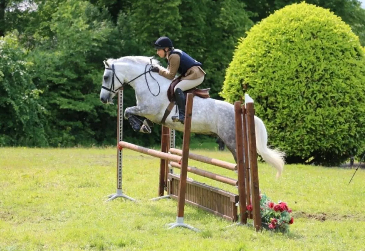 Top Class Connemara Gelding - Image 4