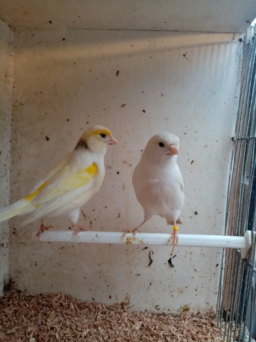 Canaries and cages - Image 1
