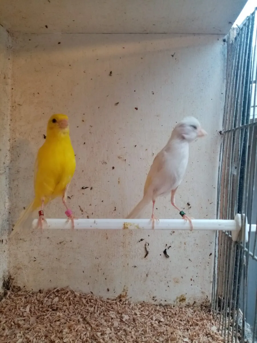 Canaries and cages - Image 2