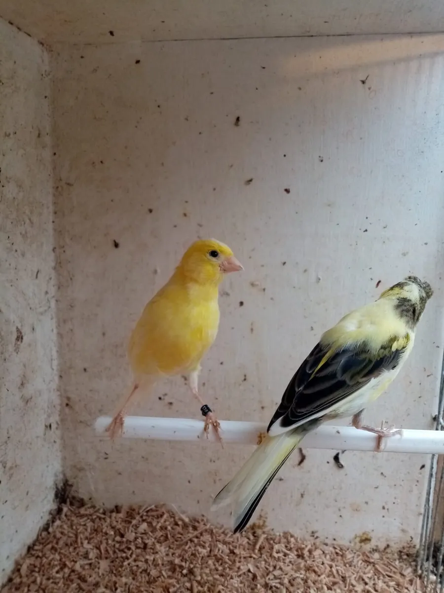 Canaries and cages - Image 3