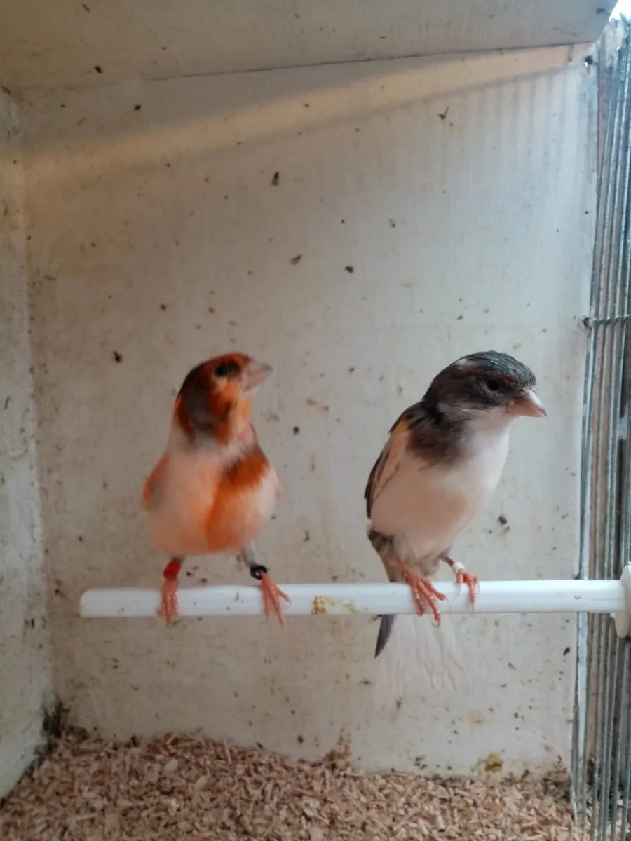 Canaries and cages - Image 4