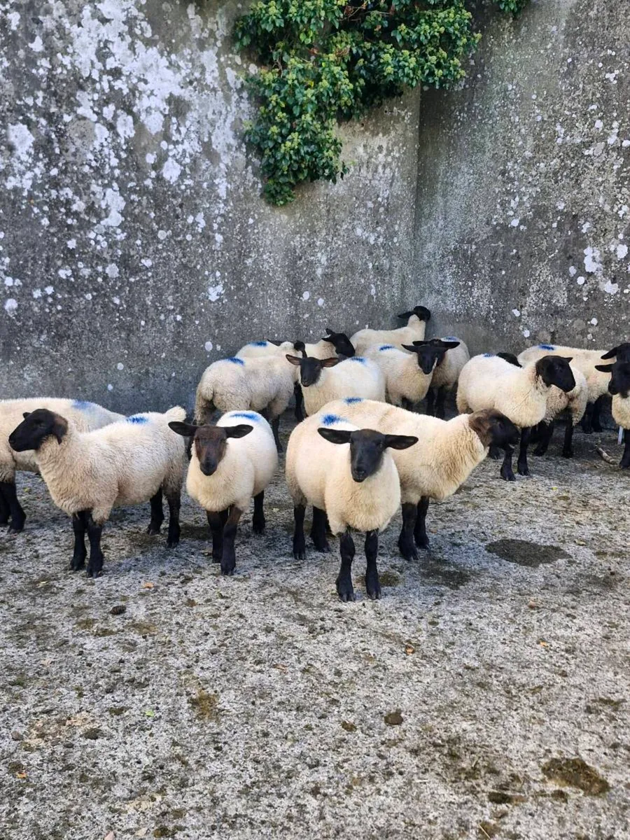 Ewe lambs - Image 1