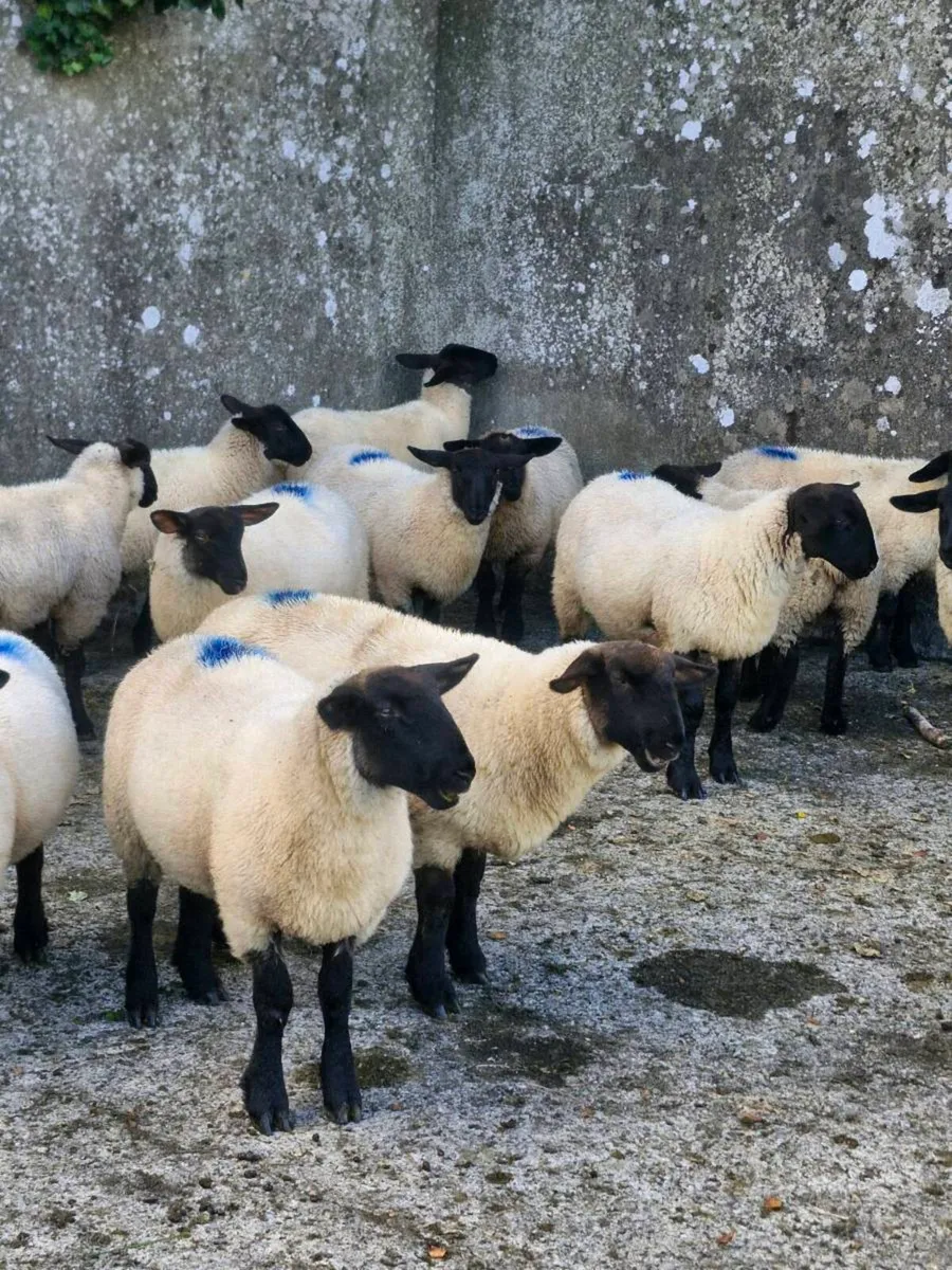 Ewe lambs - Image 2