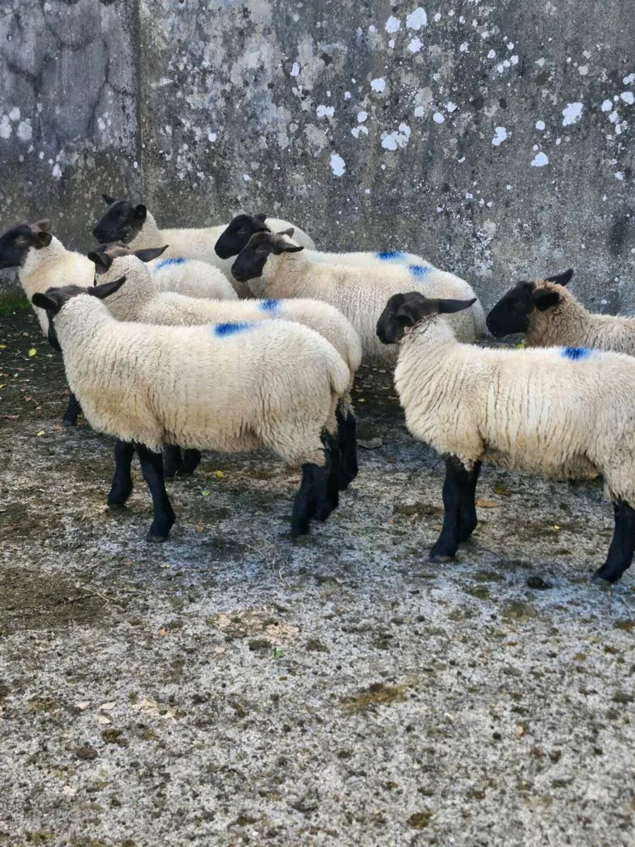 Ewe lambs - Image 3