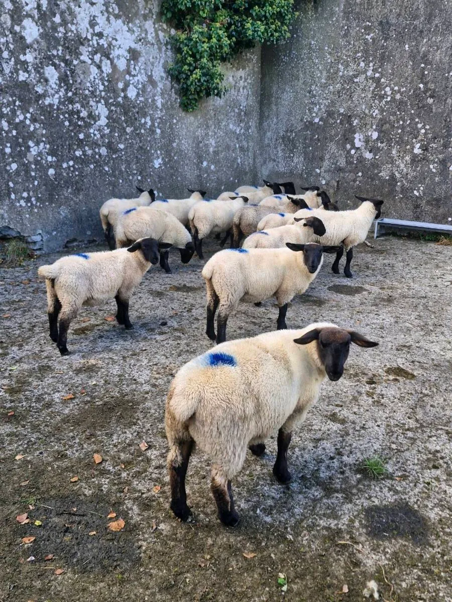 Ewe lambs - Image 4
