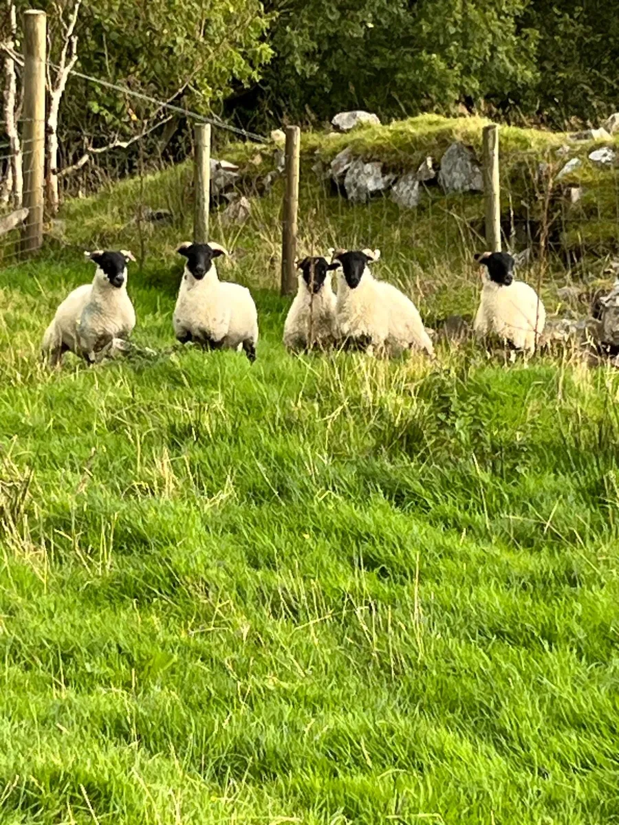 Organic ewe lambs - Image 3