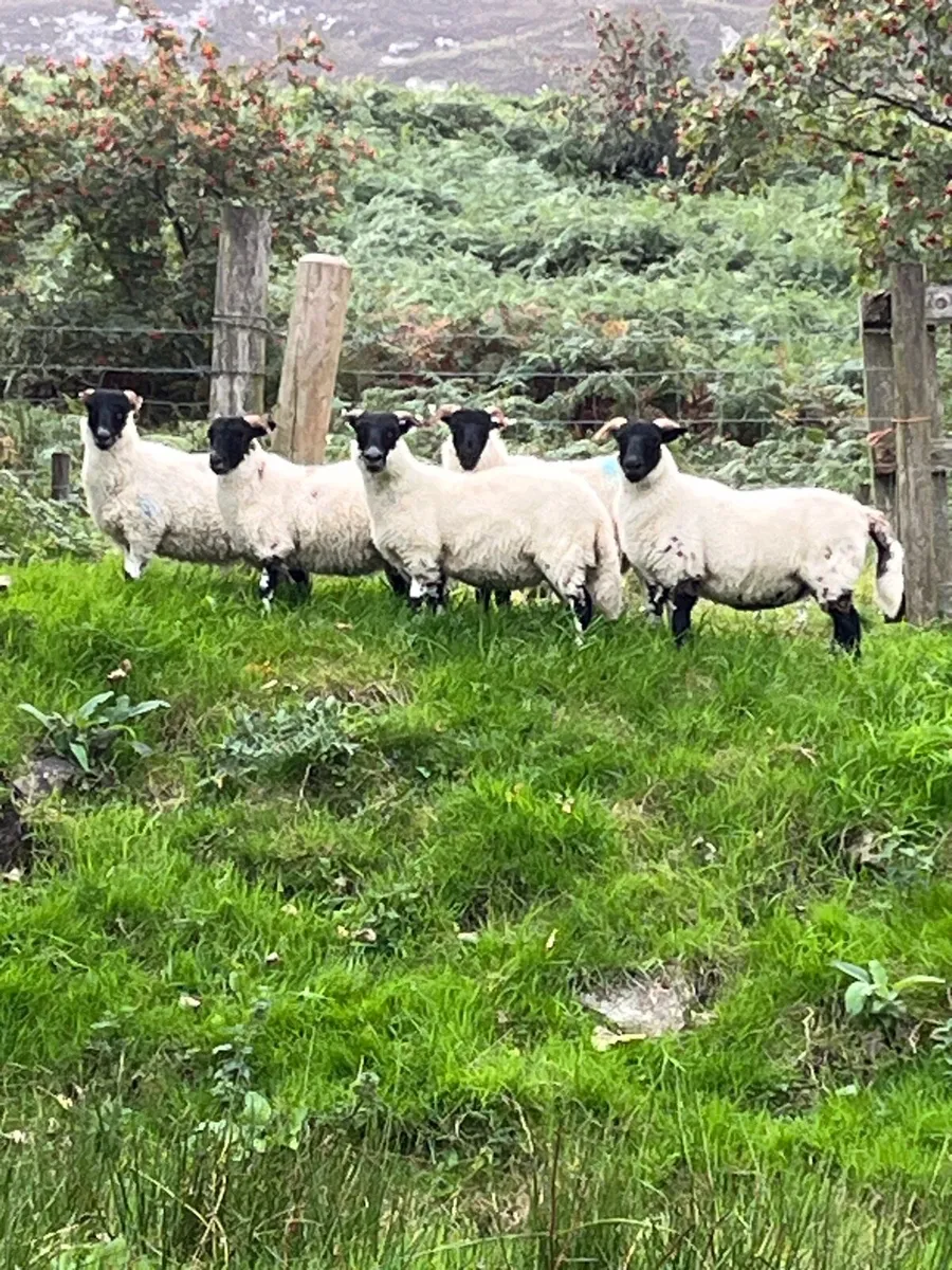 Organic ewe lambs - Image 1