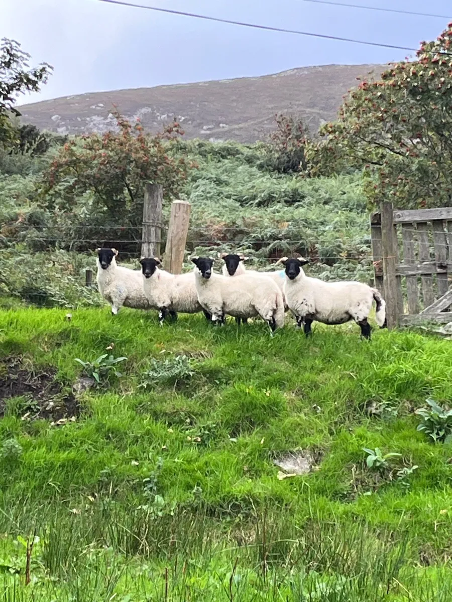 Organic ewe lambs - Image 2