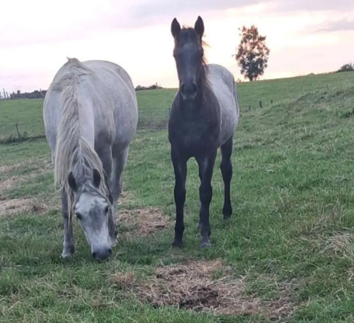 Connemara filly foal and pony foal - Image 3