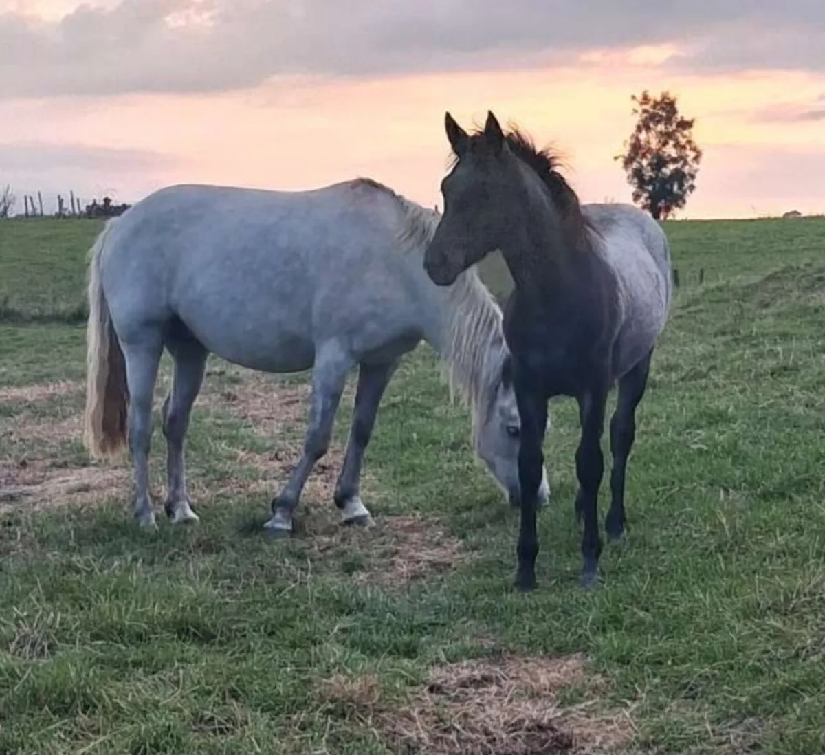 Connemara filly foal and pony foal - Image 2