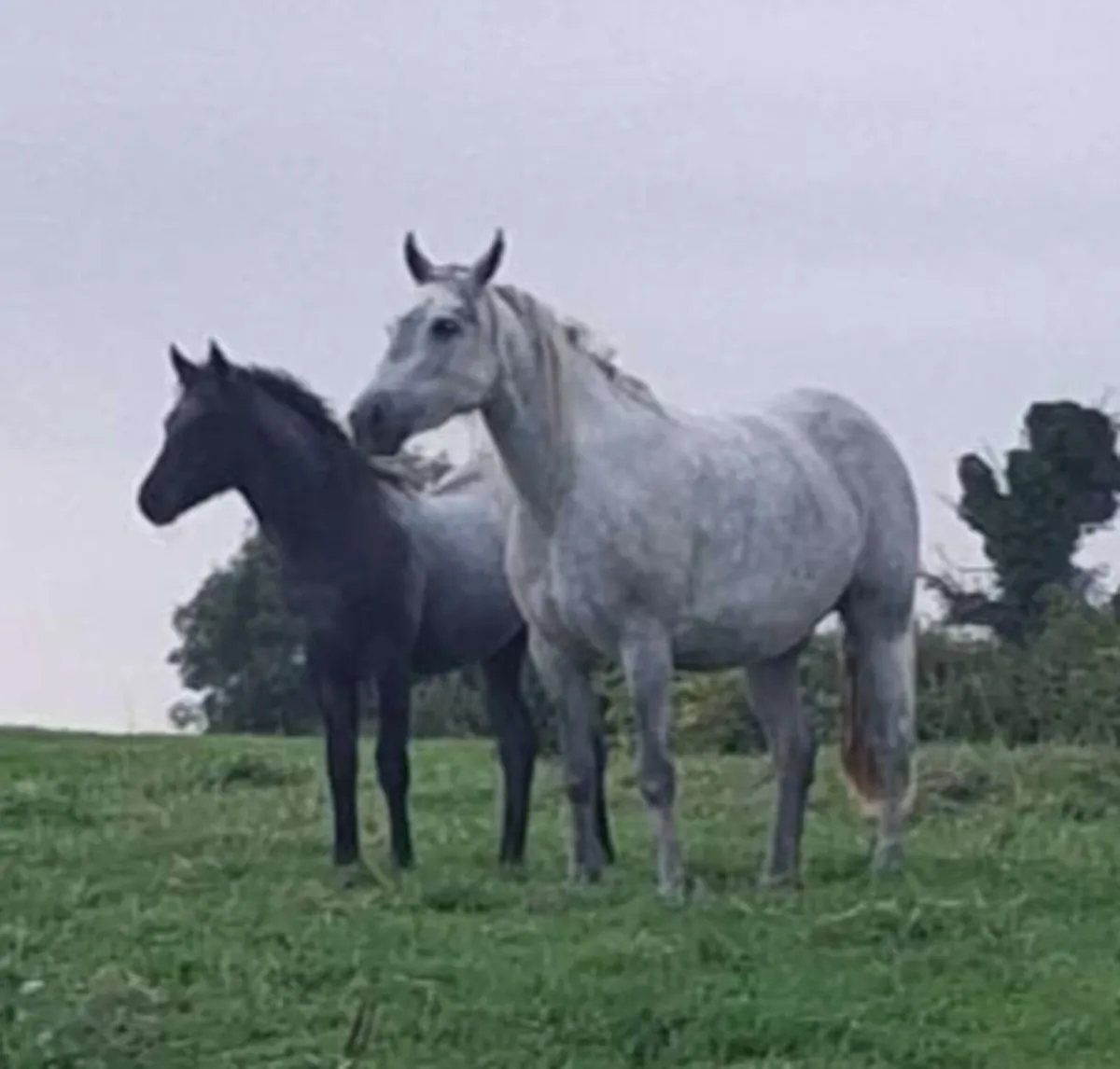 Connemara filly foal and pony foal - Image 1