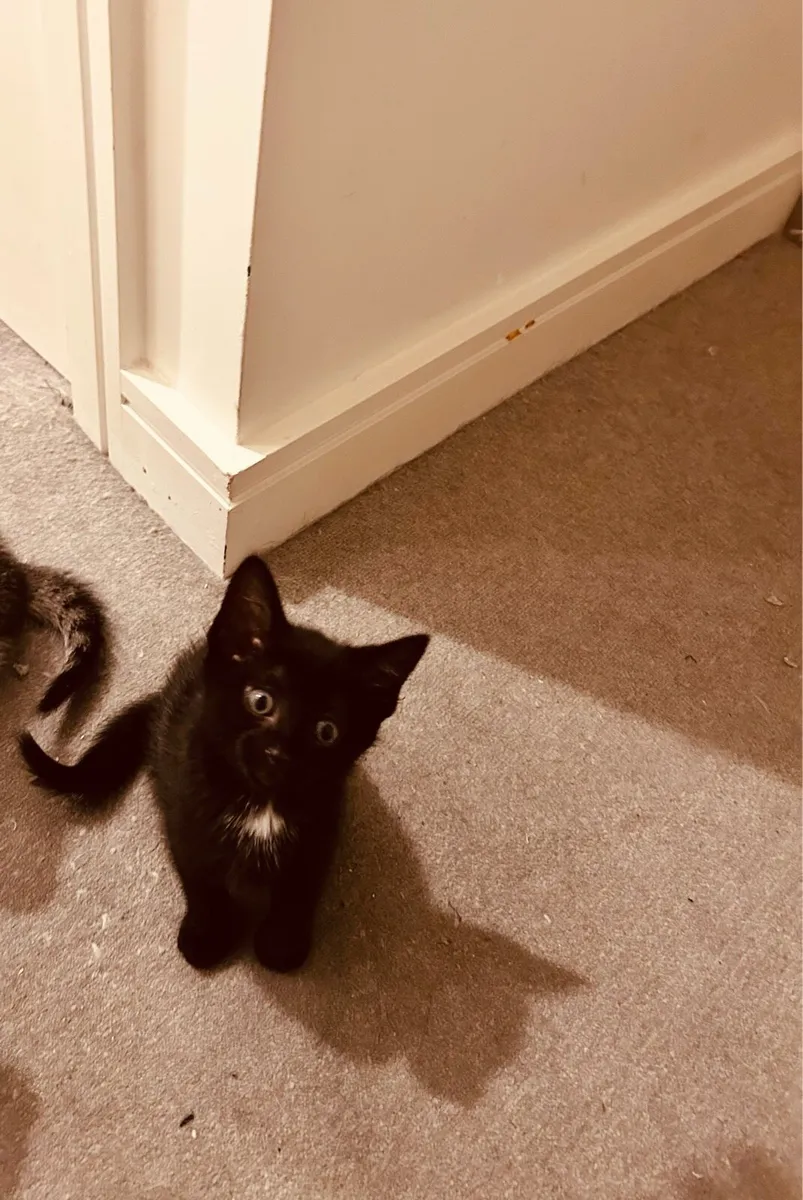 Adorable kittens for salw - Image 1