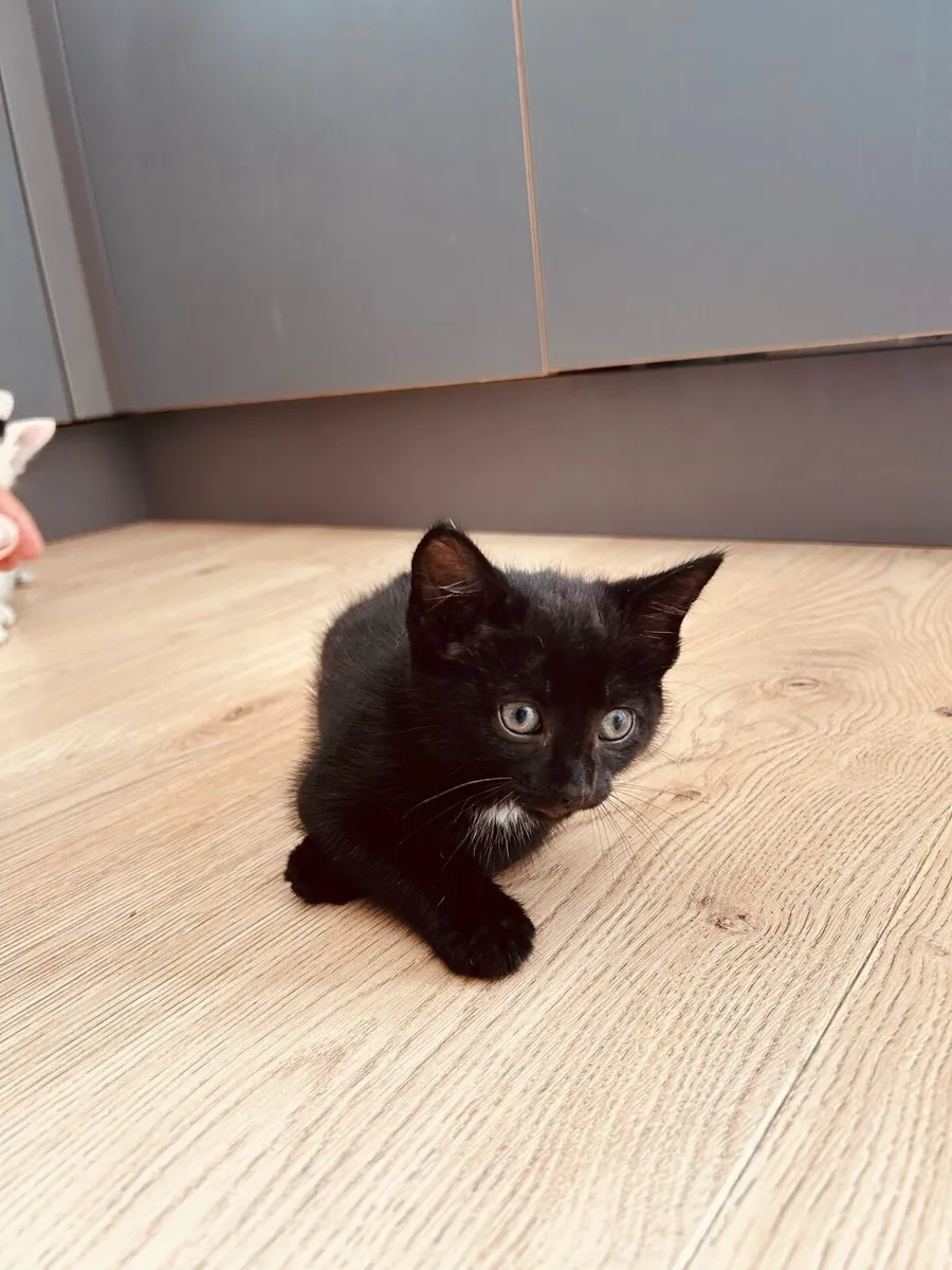 Adorable kittens for salw - Image 4