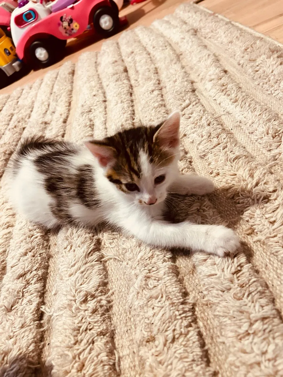 Adorable kittens for salw - Image 2