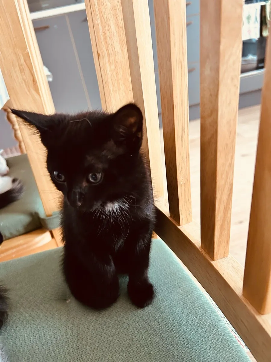 Adorable kittens for salw - Image 3