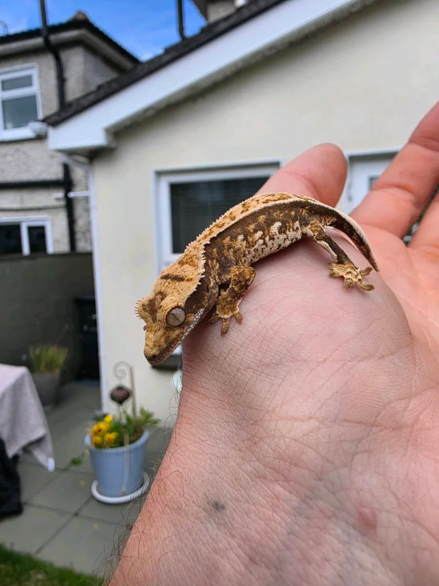 Crested Geckos - Image 1