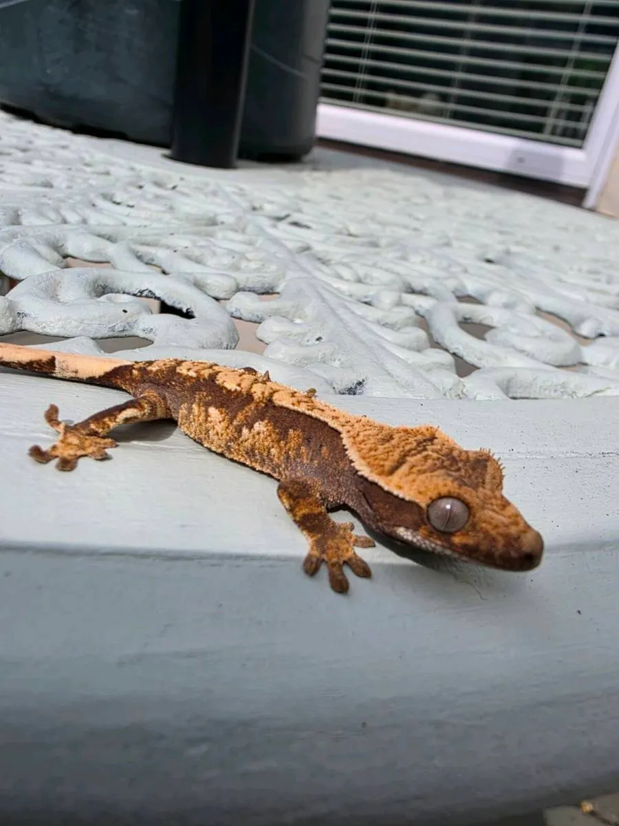 Crested Geckos - Image 2