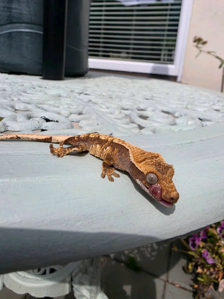 Crested Geckos - Image 3